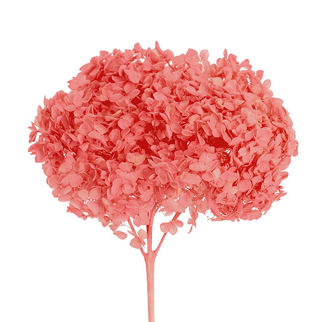 Preserved Dried XLge Anna Hydrangea Stem Coral