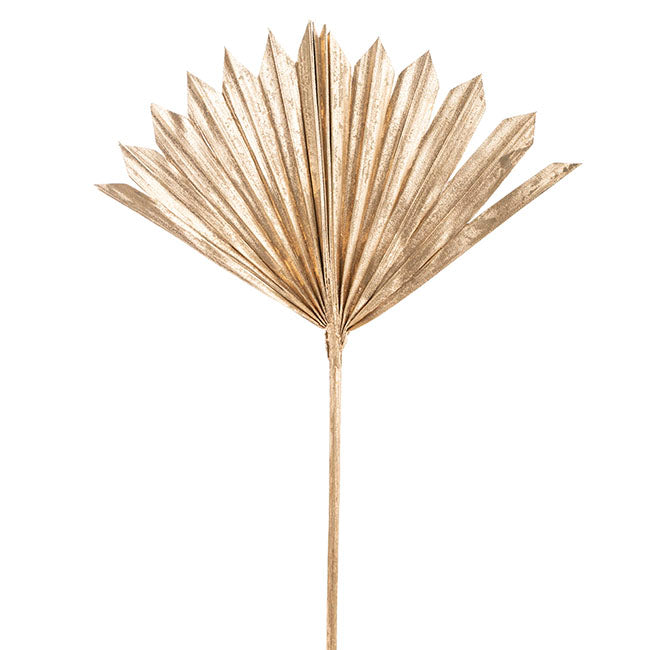 Preserved Dried Sun Cut Palm Leaf Metallic Gold (40-45cmH)